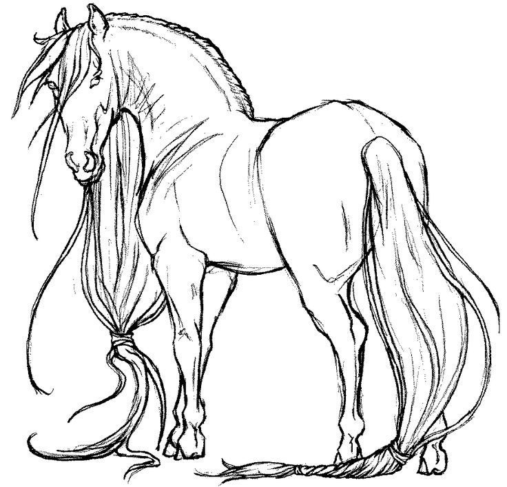 pinto horse detailed coloring book pages