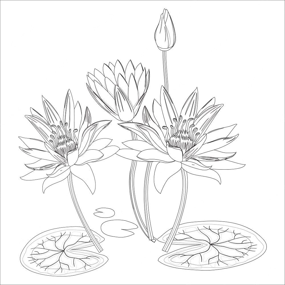 pisces water lily coloring pages