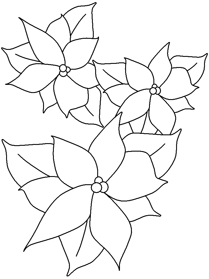 Poinsettia coloring page