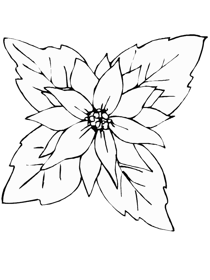 Poinsettia Coloring Page Printable