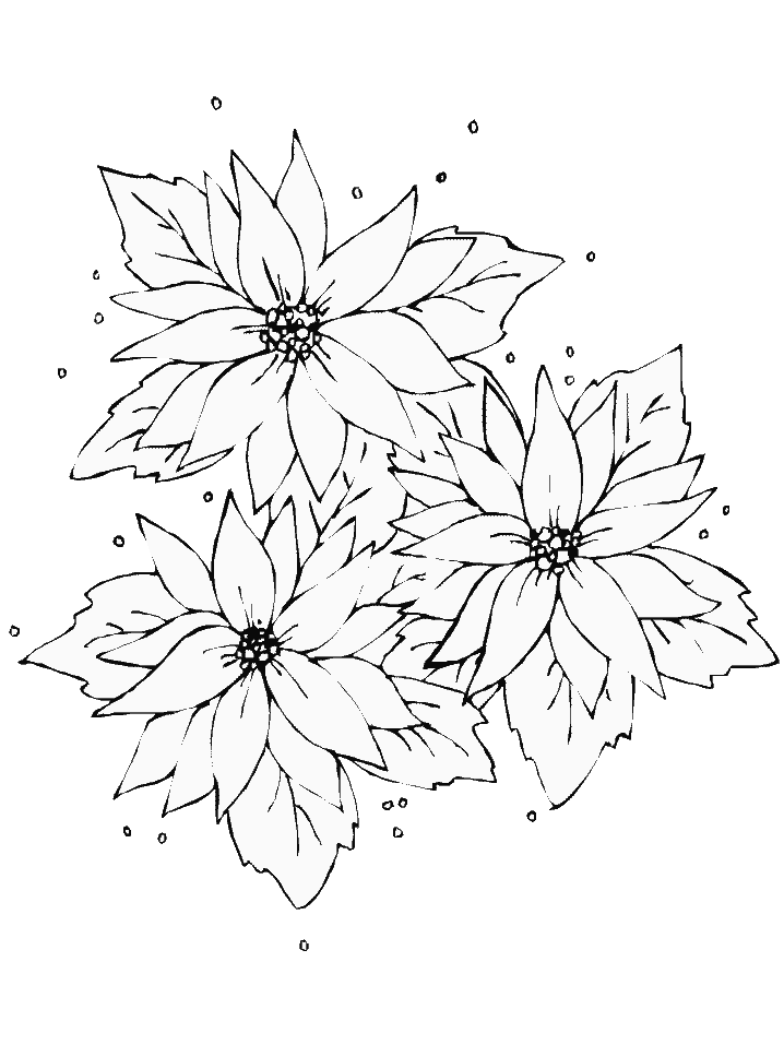 Poinsettia Coloring Page