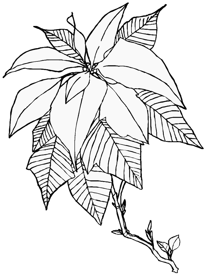 Poinsettia Coloring Page Free