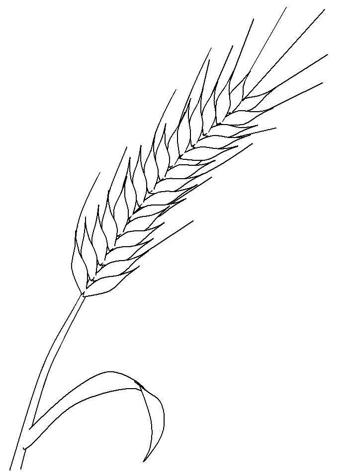 Poland Rye Countries Coloring Pages