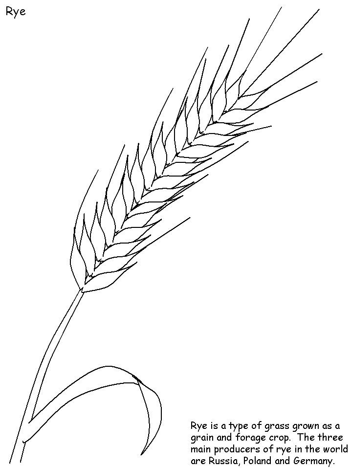 Poland Rye Words Countries Coloring Pages