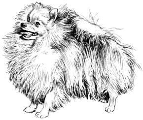 Pomeranian Coloring Pages & coloring book. 6000+ coloring pages.