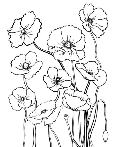poppy flower coloring pages