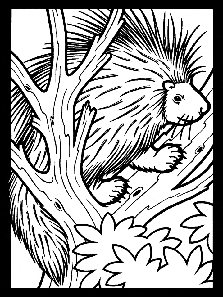 Porcupine Coloring Pages