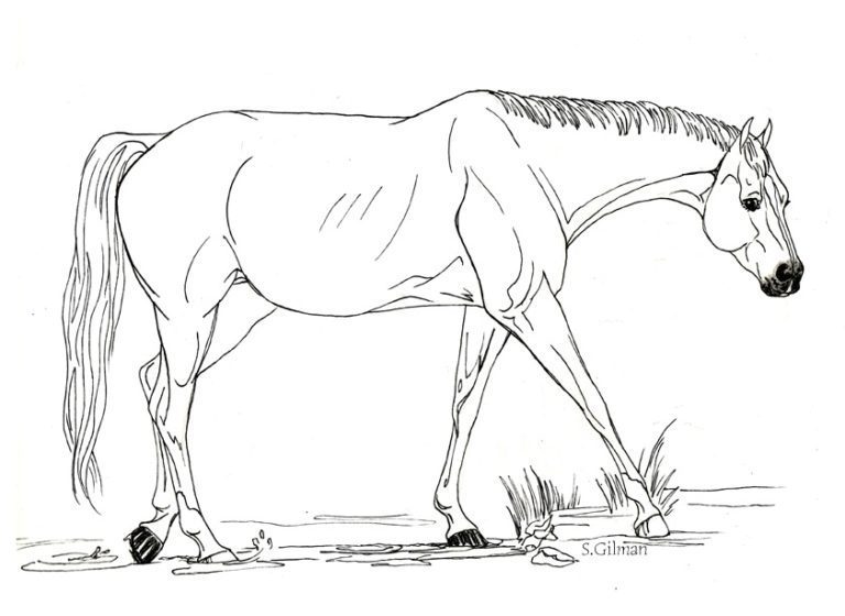 Preschool Coloring Pages Big Horse &amp; book for kids.
