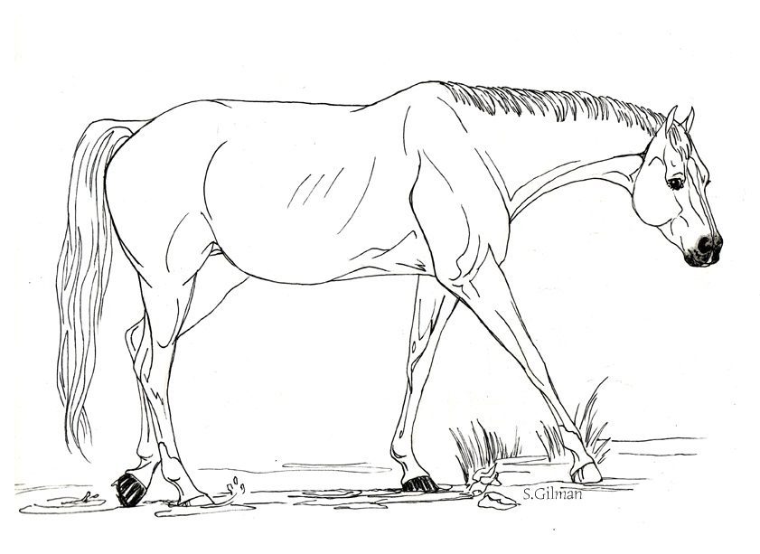 preschool coloring pages big horse