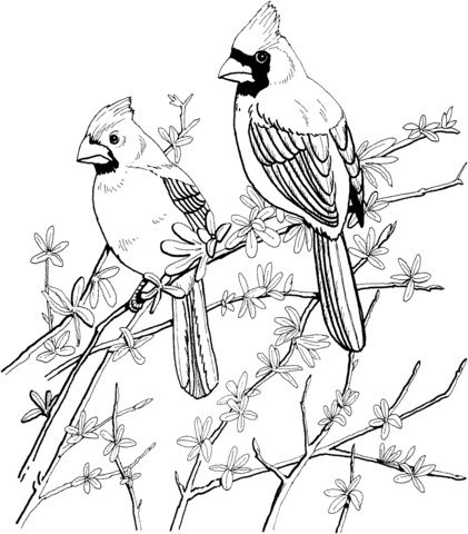printable adult coloring pages winter cardinals