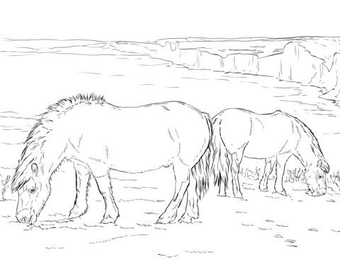 printable coloring pages of a horse