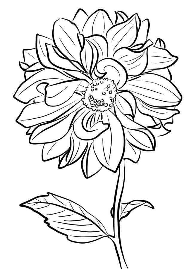 printable dahlia flower coloring pages
