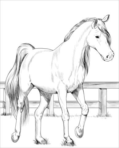 printable free realistic horse coloring pages for adults