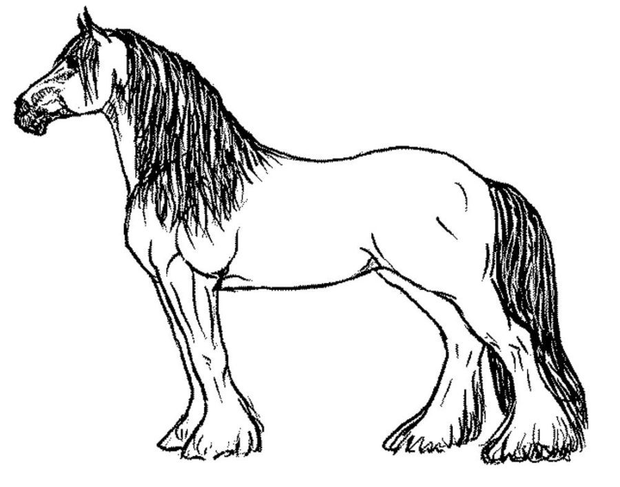 Printable Horse Breed Coloring Pages & book for kids.