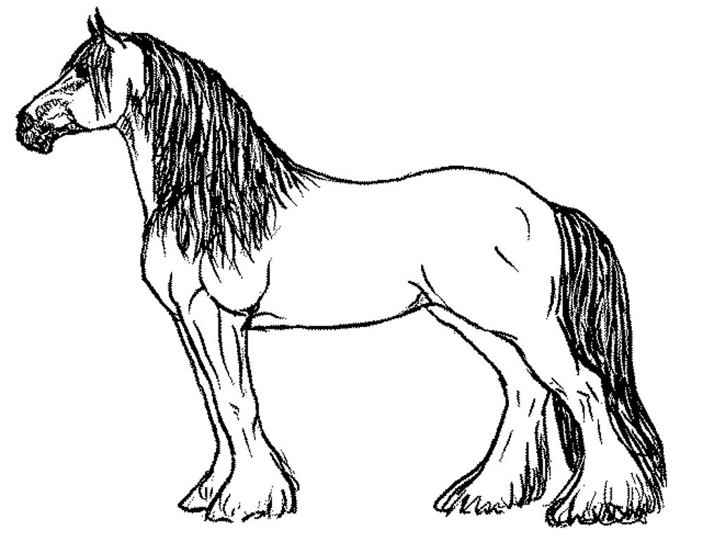 printable horse breed coloring pages