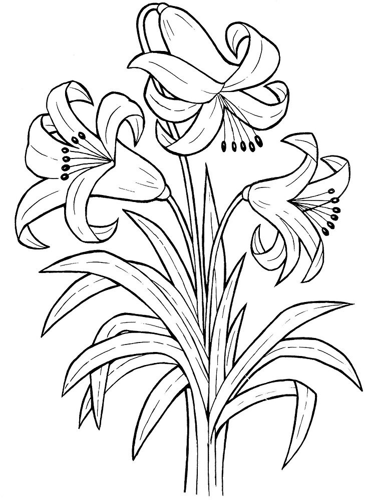 printable lily flower coloring pages