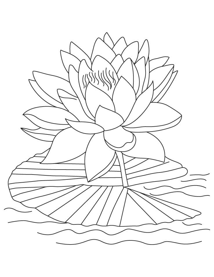 printable lotus flower on water coloring pages