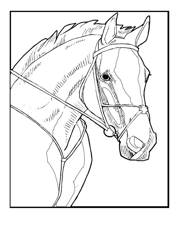 printable realistic horse coloring pages