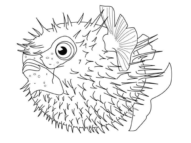 puffer fish coloring pages