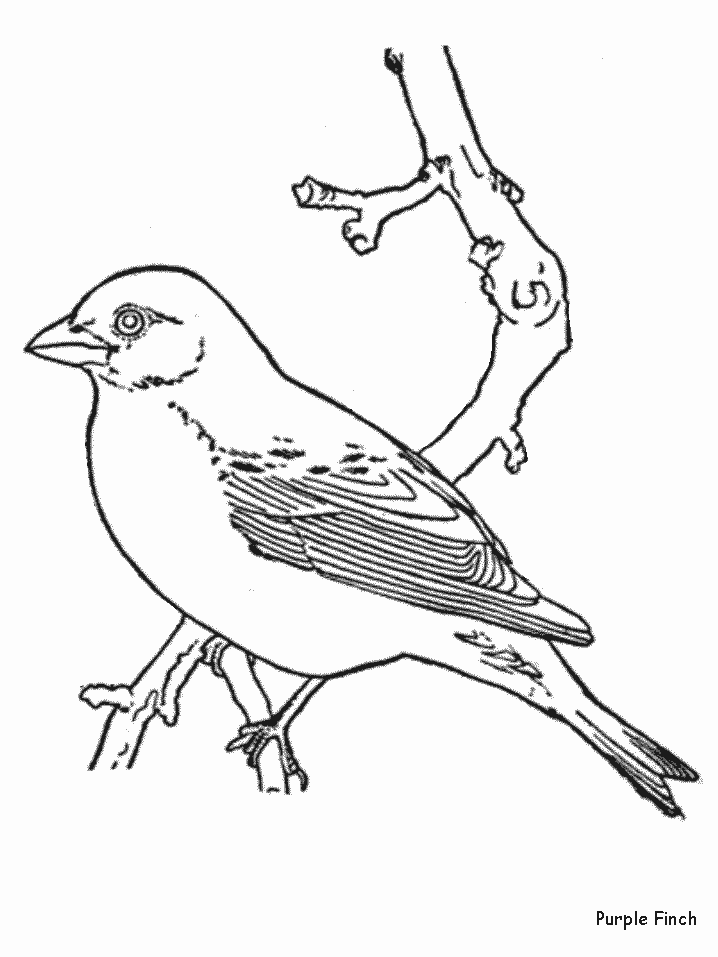 Purplefinch Animals Coloring Pages
