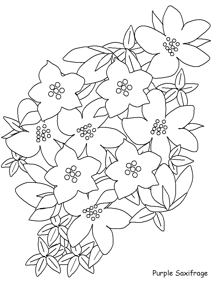 Purplesaxifrage Flowers Coloring Pages