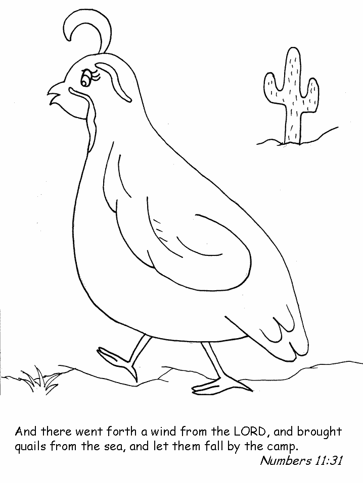 Quail Bible Coloring Pages