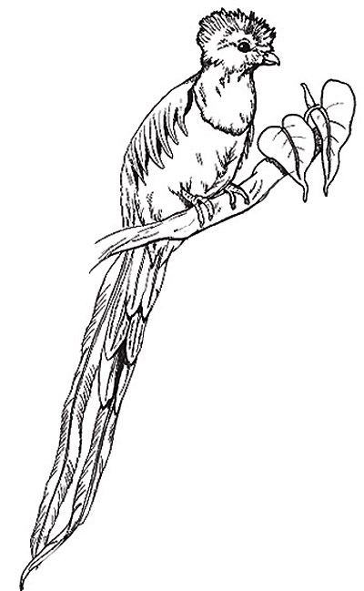 Quetzal Coloring Page