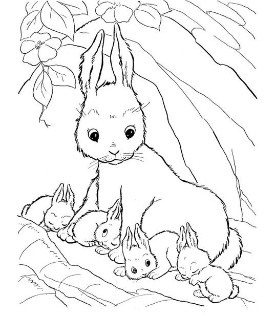 rabbit coloring page