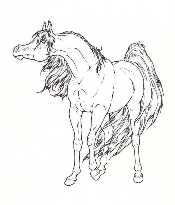 realistic arabian horse coloring pages