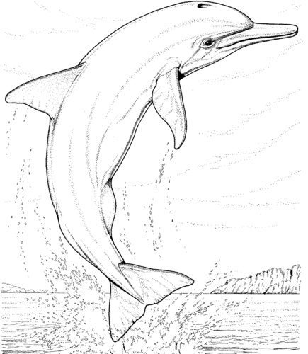 realistic baby dolphins jumping out of the water coloring pages