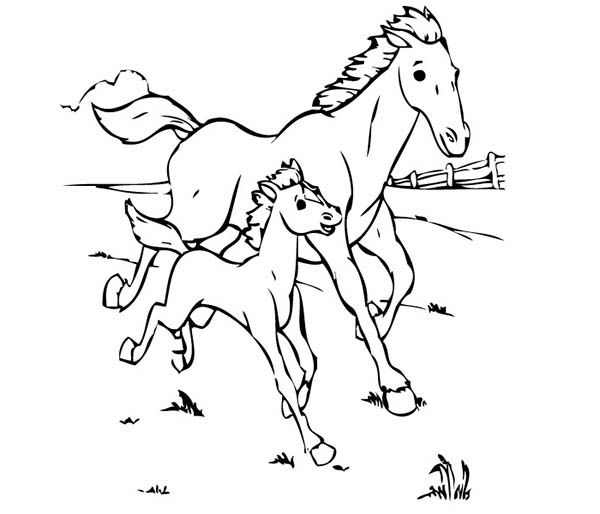 realistic baby horse coloring pages