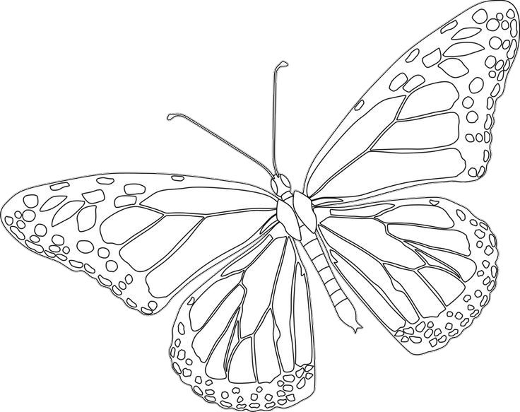 realistic butterfly coloring pages