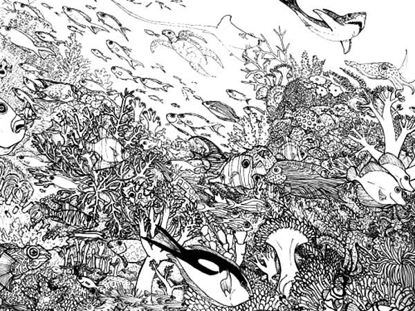 Realistic Coloring Book Pages of a Realistic Ecosystem Under Water