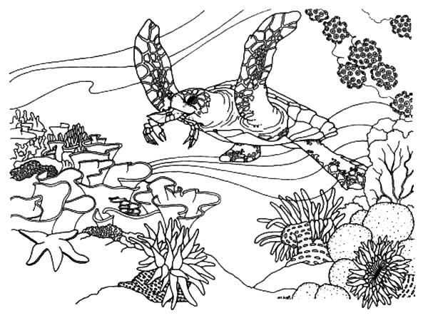 realistic coloring book pages of an ecosystem under water
