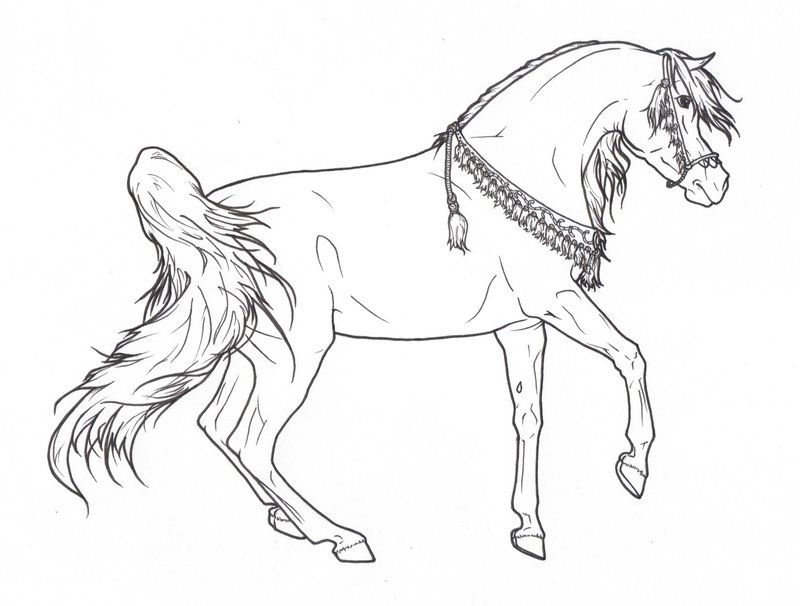 realistic detailed arabian horse coloring pages