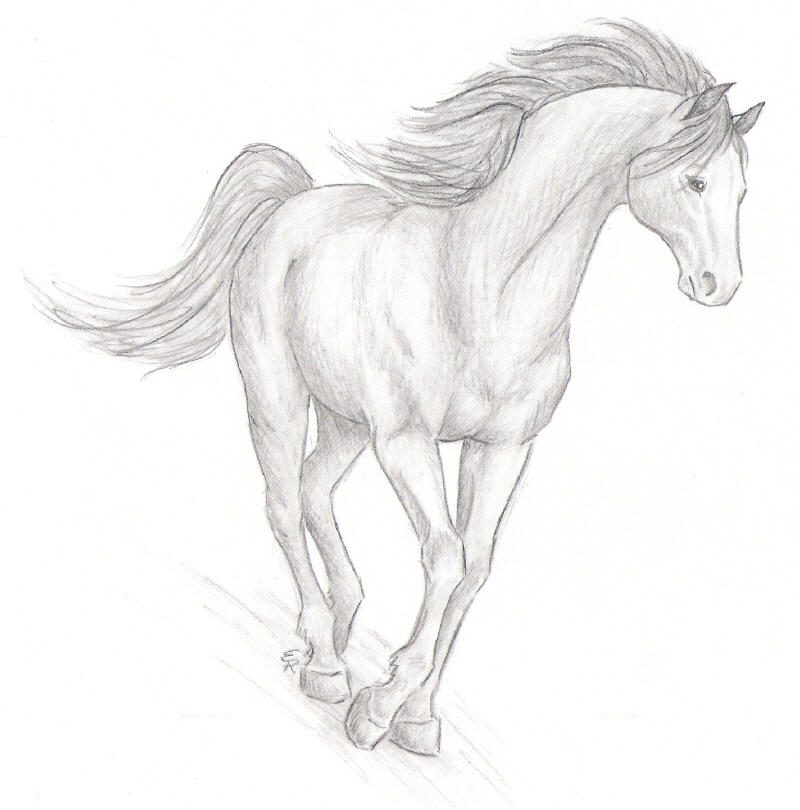 realistic detailed horse coloring pages
