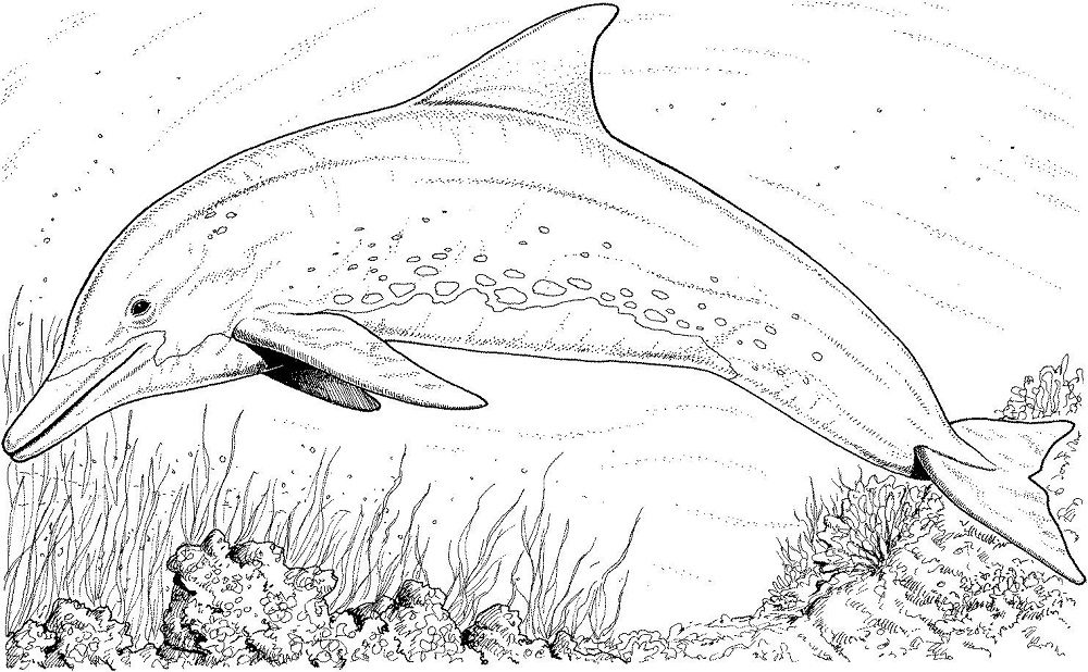 Winter Realistic Dolphin Coloring Pages