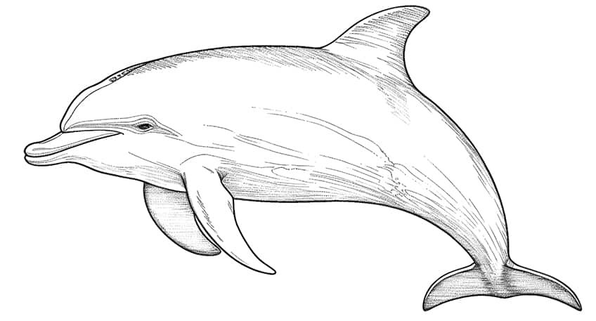 Realistic Dolphin Coloring Pages