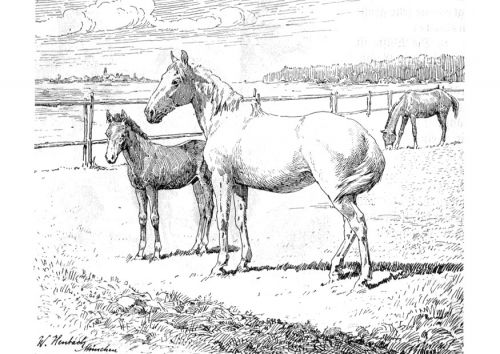realistic foal horse coloring pages