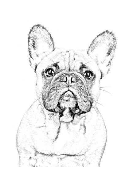 realistic french bulldog coloring page