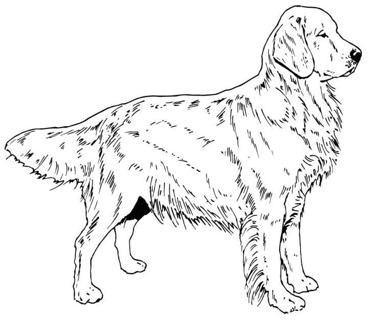 realistic golden retriever dog coloring pages