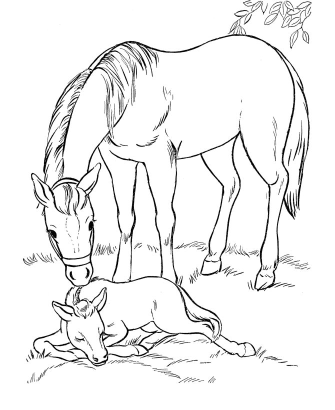realistic horse and calf animal coloring pages
