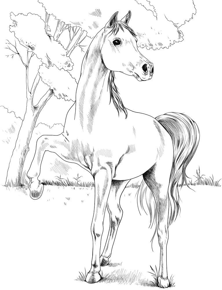 realistic horse coloring pages printable