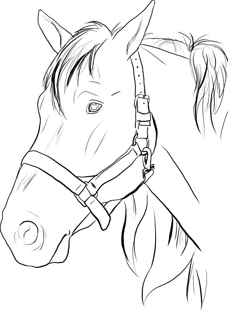 realistic horse head coloring pages