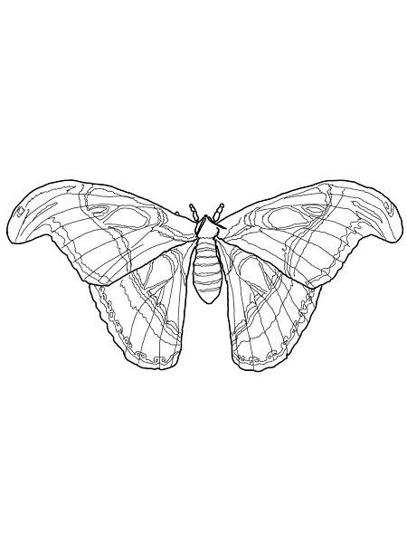 Realistic Insect Coloring Pages