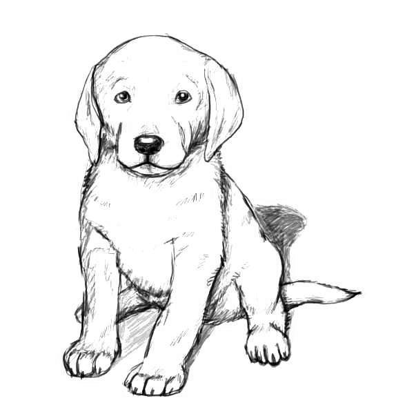 realistic puppy coloring pages