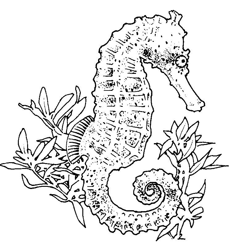 realistic sea horse coloring pages