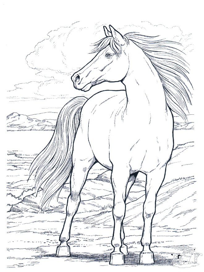 realistic stallion horse coloring pages