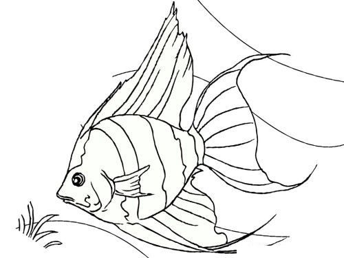 realistic tropical fish coloring pages