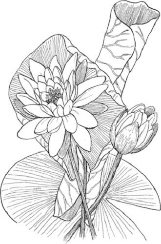 really hard coloring pages of a water lily